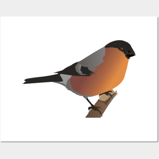 Bullfinch Bird Posters and Art